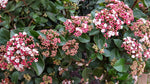 Viburnum Tinus ‘Eve Price’ Hedging Shrub  1