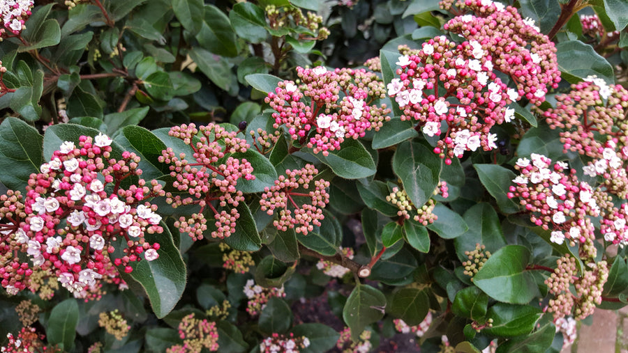 Viburnum Tinus ‘Eve Price’ Hedging Shrub  1