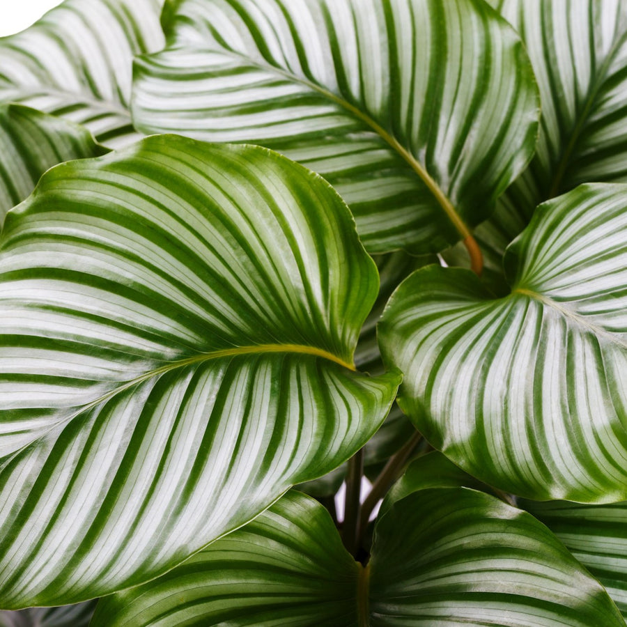 Calathea Orbifolia Prayer Plant Calathea Orbifolia close up, tropical houseplant room decor 5