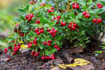 Lingonberry Plant - Vaccinium Vitis-Idaea  2