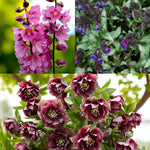 Sidalcea, Pulmonaria & Helleborus Bare Root Mix  1