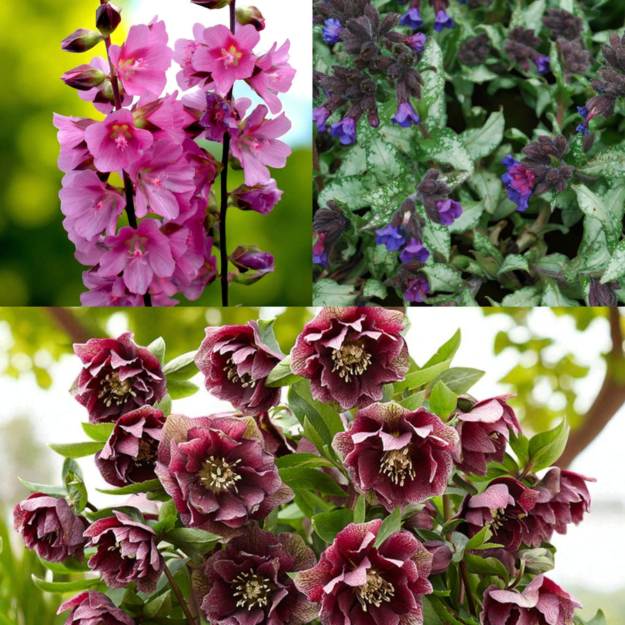 Sidalcea, Pulmonaria & Helleborus Bare Root Mix  1