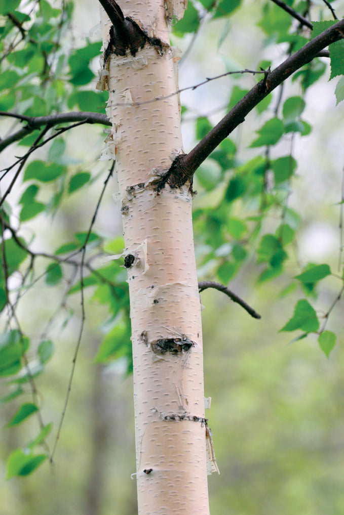 Silver Birch Tree - Betual Pendula Fastigiata Silver Birch Tree - Betual Pendula Fastigiata image3 3