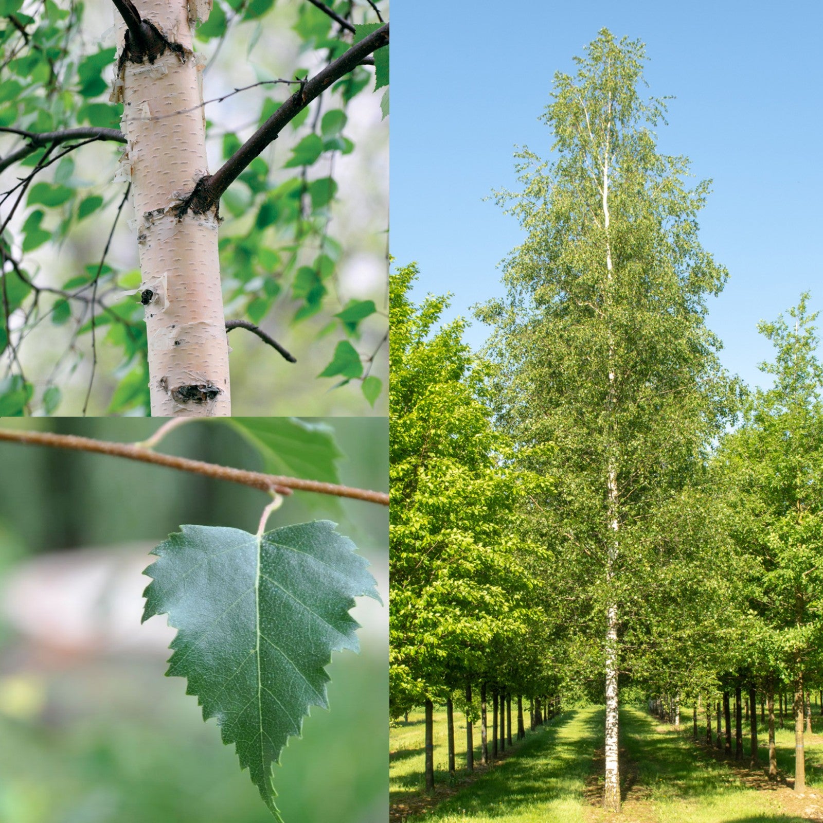 Silver Birch Tree - Betual Pendula Fastigiata – Carbeth Plants