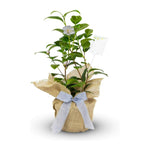 Camellia Japonica Silver Gift Wrapped - 25th Wedding Anniversary Plant  1