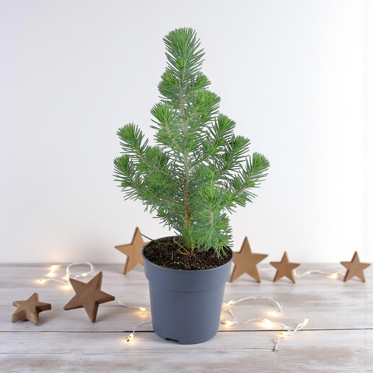 Pinus Silver Crest Mini Pine Christmas Tabletop Tree  3