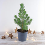 Pinus Silver Crest Mini Pine Christmas Tabletop Tree  3