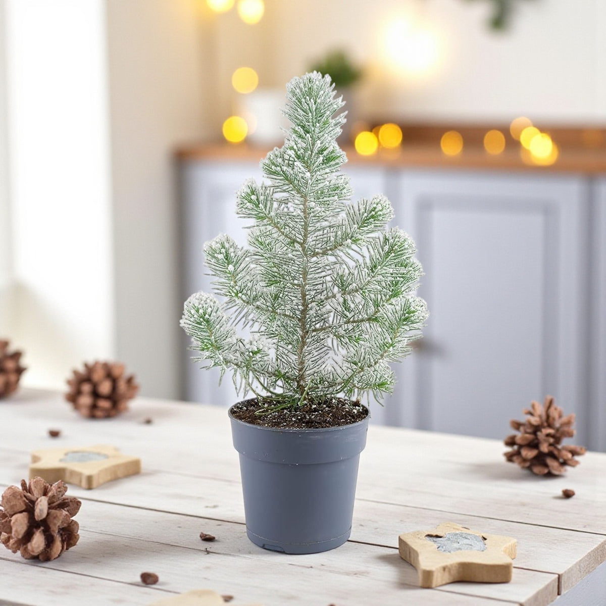 Pinus Silver Crest Mini Pine Christmas Tabletop Tree  1