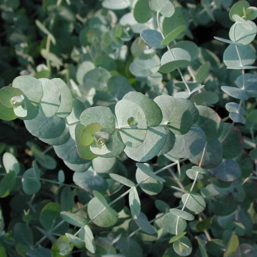 Eucalyptus cinerea 'Silver Dollar' silverdollar 1