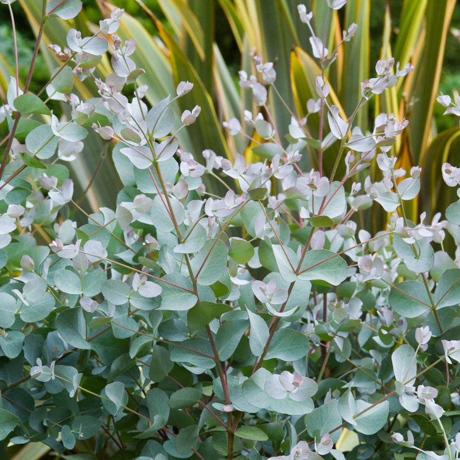 Eucalyptus cinerea 'Silver Dollar' silverdollar1 2