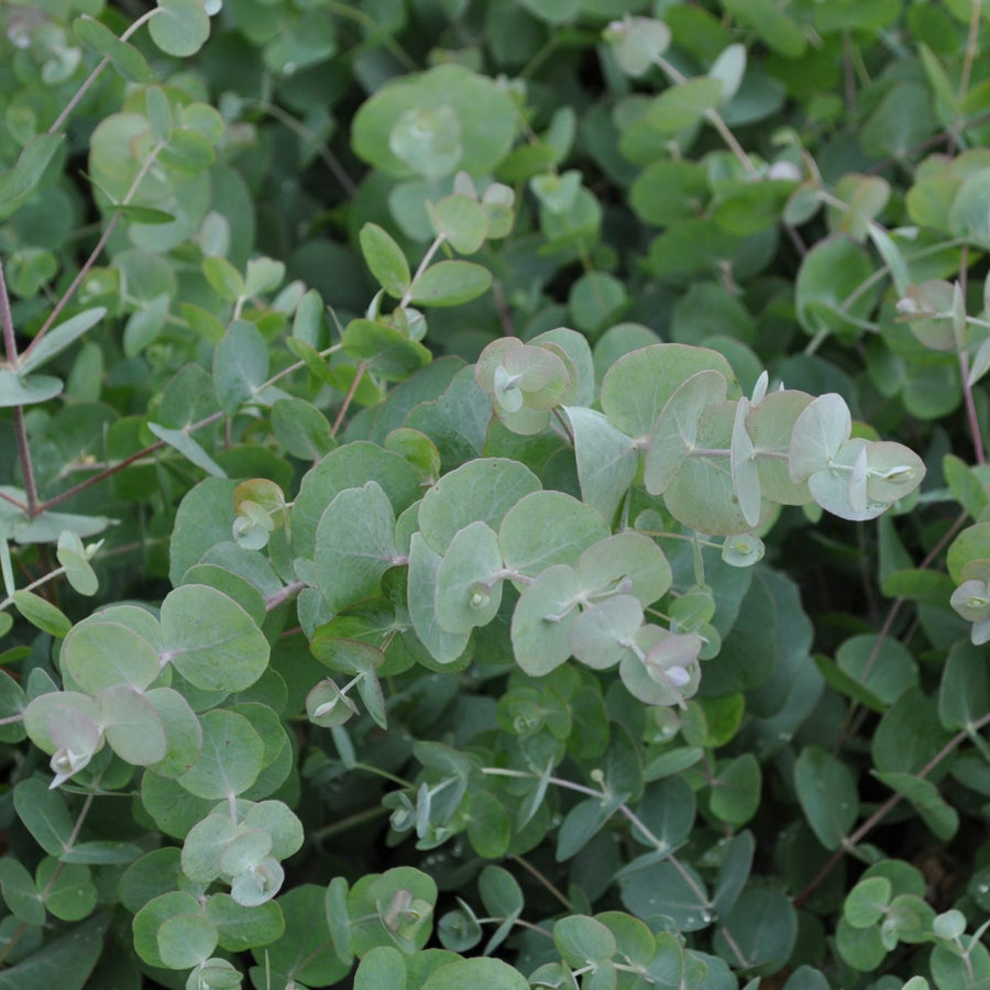 Eucalyptus cinerea 'Silver Dollar' silverdollar2 6
