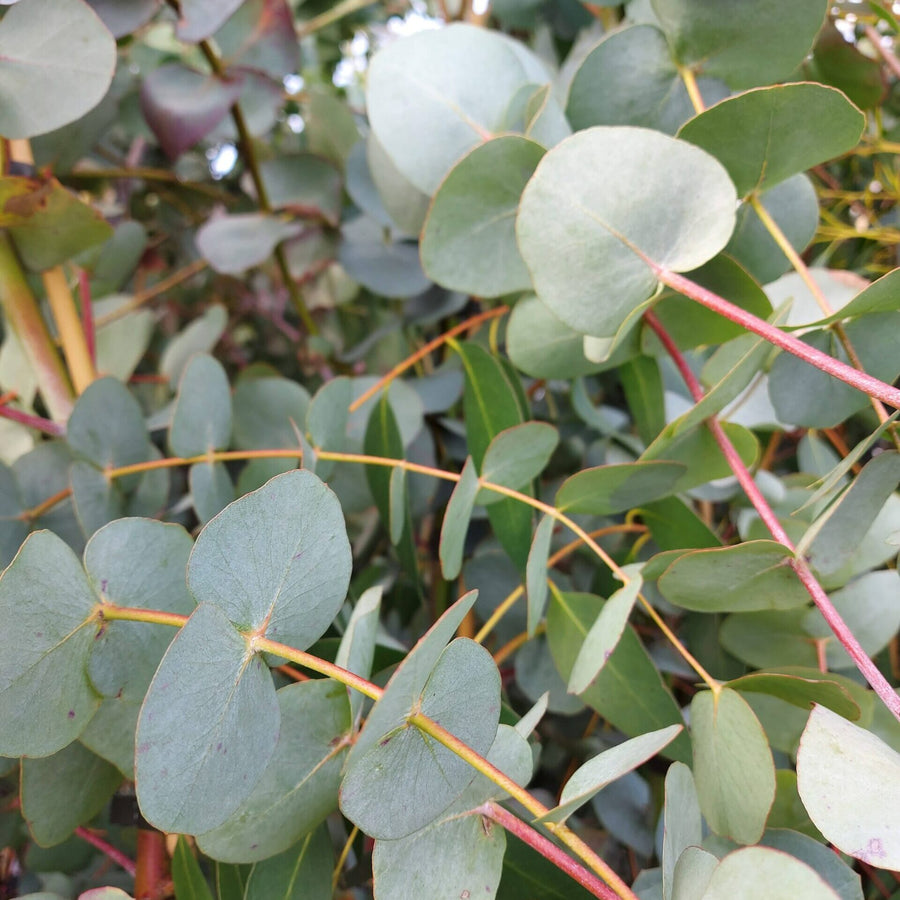 Eucalyptus cinerea 'Silver Dollar' silverdollar3 4