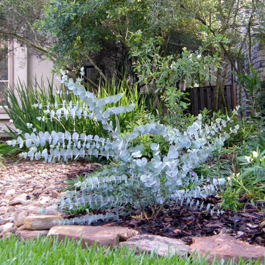 Eucalyptus cinerea 'Silver Dollar' silverdollar4 3