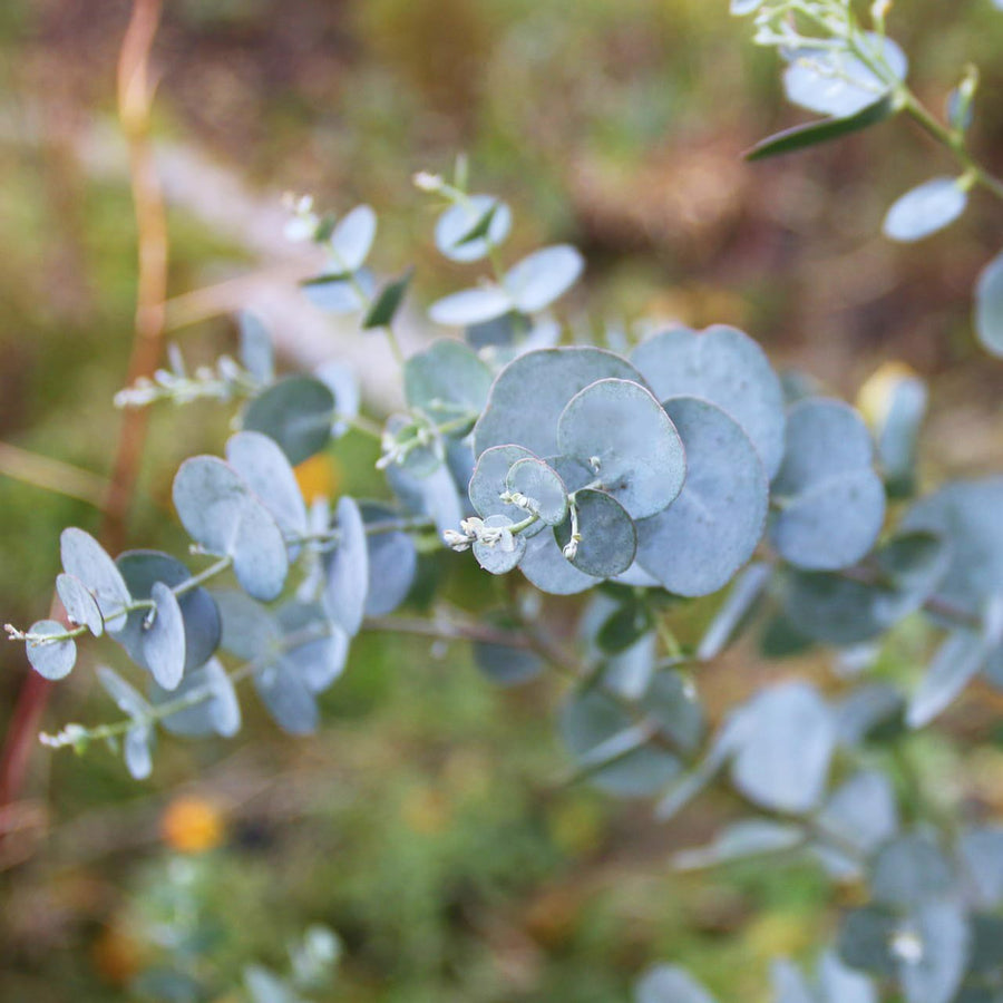Eucalyptus cinerea 'Silver Dollar' silverdollar5 5