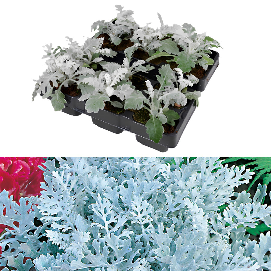 Cineraria 'Silver Dust' Plants 12 Pack Cineraria 'Silver Dust' Plants 12 Pack image1 2