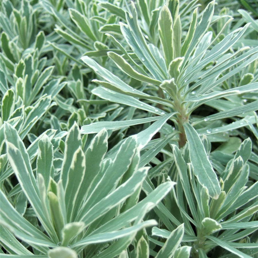 Euphorbia 3 Plant Collection silverswan5 4