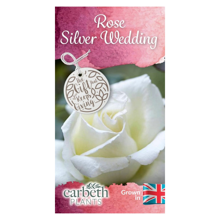 Silver Wedding Rose Plant - 25th Wedding Anniversary Gift  3