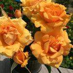 Simply the Best Bare Root Rose  3