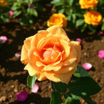 Simply the Best Bare Root Rose  2
