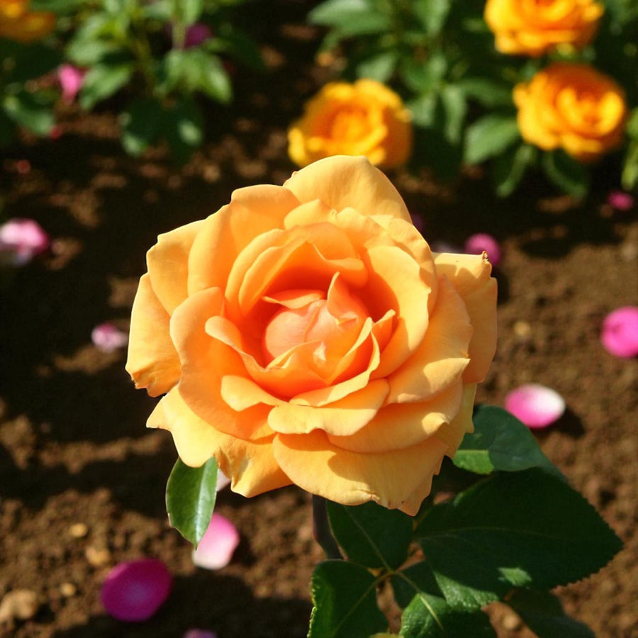 Simply the Best Bare Root Rose  2