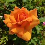 Bare Root Rose Mix  4
