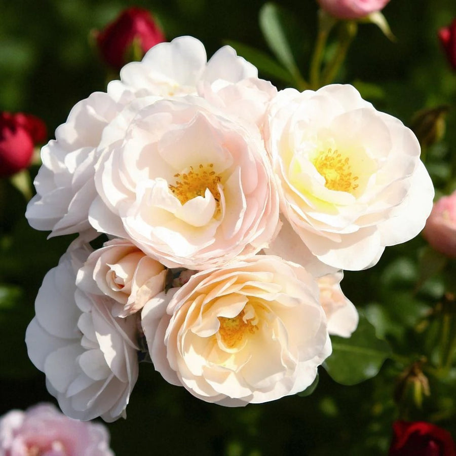 Sirius Rose Bush  1