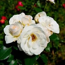 Sirius Rose Bush  3