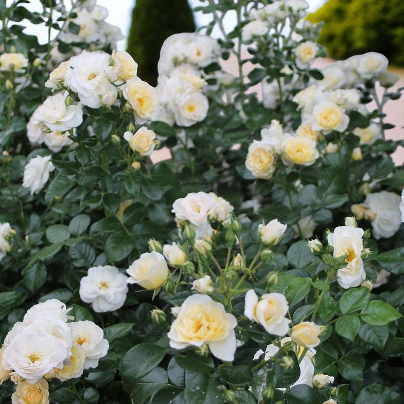 Sirius Rose Bush  2