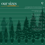 Nordmann Fir Pot Grown Christmas Tree A visual height chart showing potted Christmas trees ranging from 2ft to 8ft tall, with silhouettes of people for scale. Annotations describe ideal uses, from tabletops (2ft) and front doors (3ft) to large spaces and foyers (8ft), helping customers choose the right size tree. 8