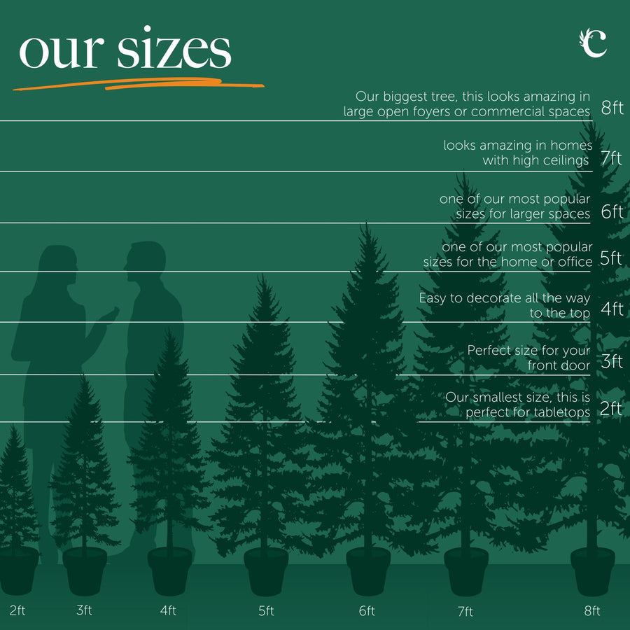 Nordmann Fir Pot Grown Christmas Tree A visual height chart showing potted Christmas trees ranging from 2ft to 8ft tall, with silhouettes of people for scale. Annotations describe ideal uses, from tabletops (2ft) and front doors (3ft) to large spaces and foyers (8ft), helping customers choose the right size tree. 8