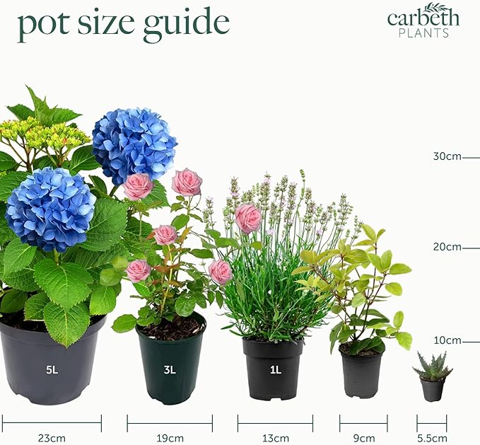 Crassula Ovata -  Money Plant  6