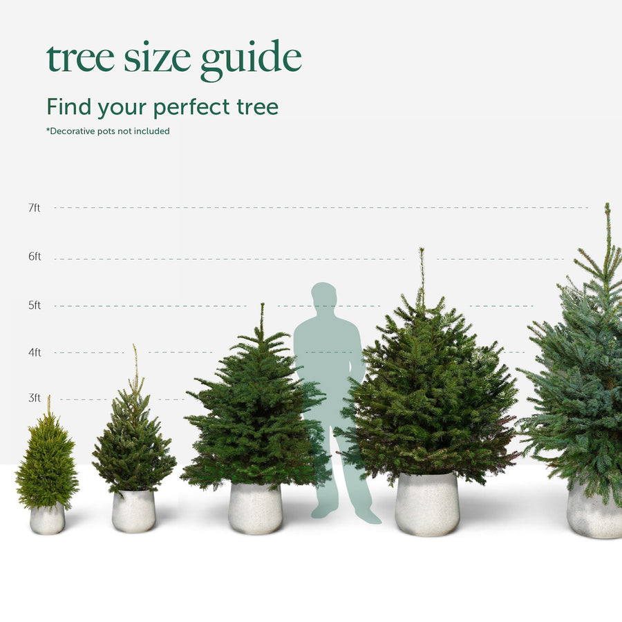Norway Spruce Pot Grown Christmas Tree  4