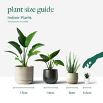 Christmas Cactus Indoor plant pot size guide 10
