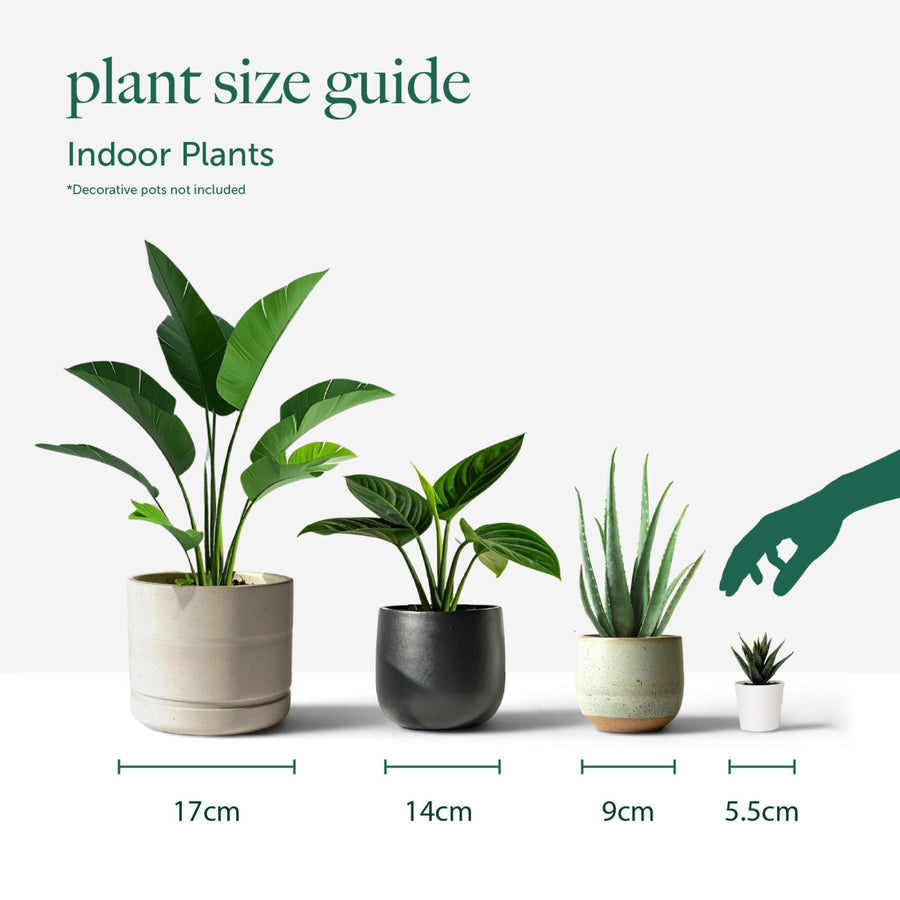 Christmas Cactus Indoor plant pot size guide 10