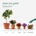 Magnolia Stellata Water Lily White Star Outdoor plant pot size guide 5
