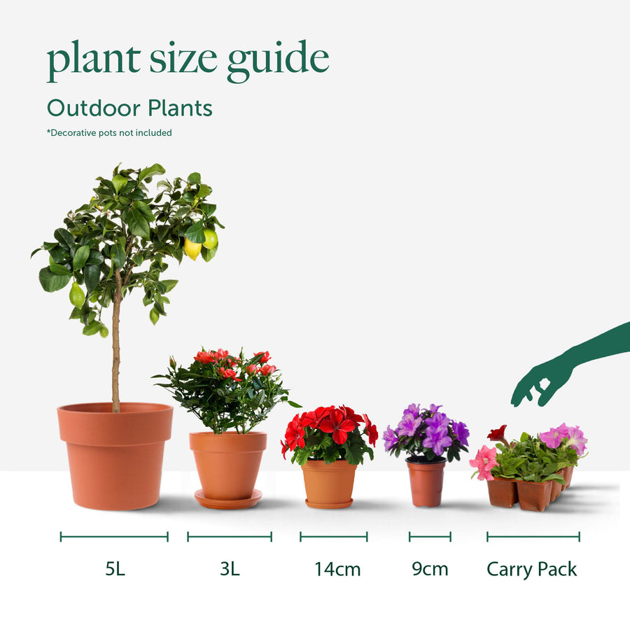 Magnolia Stellata Water Lily White Star Outdoor plant pot size guide 5