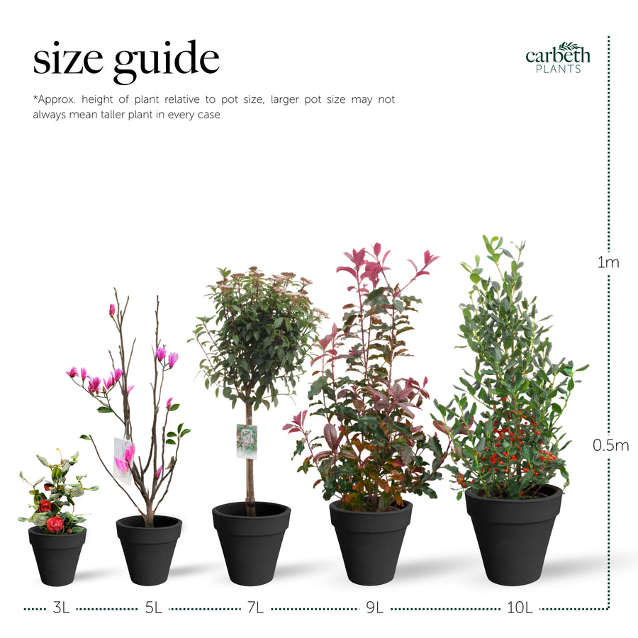 Italian Cypress Totem Shrub in 4L Pot Size guide showing five outdoor potted plants in black containers ranging from 3L to 10L, with approximate height references of 0.5 metres and 1 metre. The image illustrates how plant height can vary despite increasing pot size. Branding for Carbeth Plants appears in the top right corner. 6