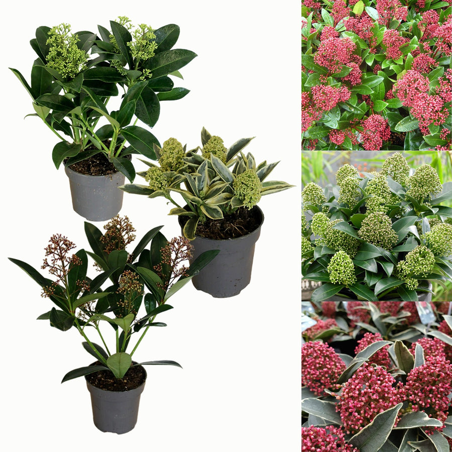Mixed Skimmia Japonica skimmia 3 mix 1