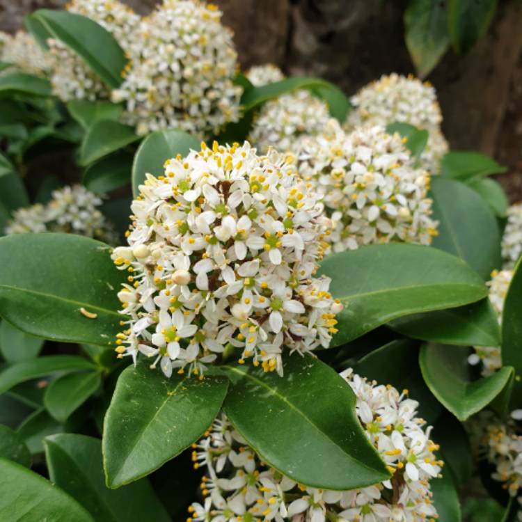 Skimmia Fragrant Cloud  1