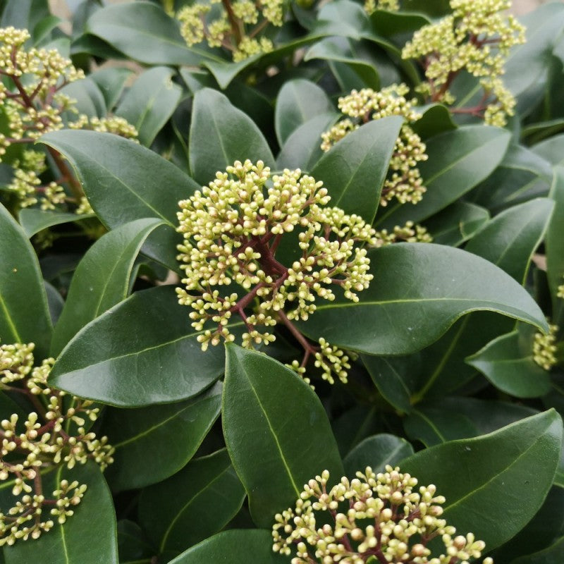 Mixed Skimmia Japonica skimmia-japonica-fragrant-cloud-skimmia-5l-potte 5