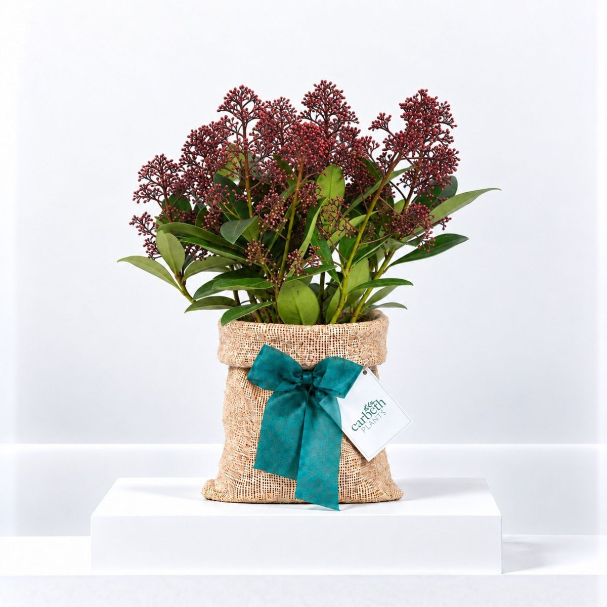 Skimmia Japonica 'Rubella' Plant Gift Wrapped
