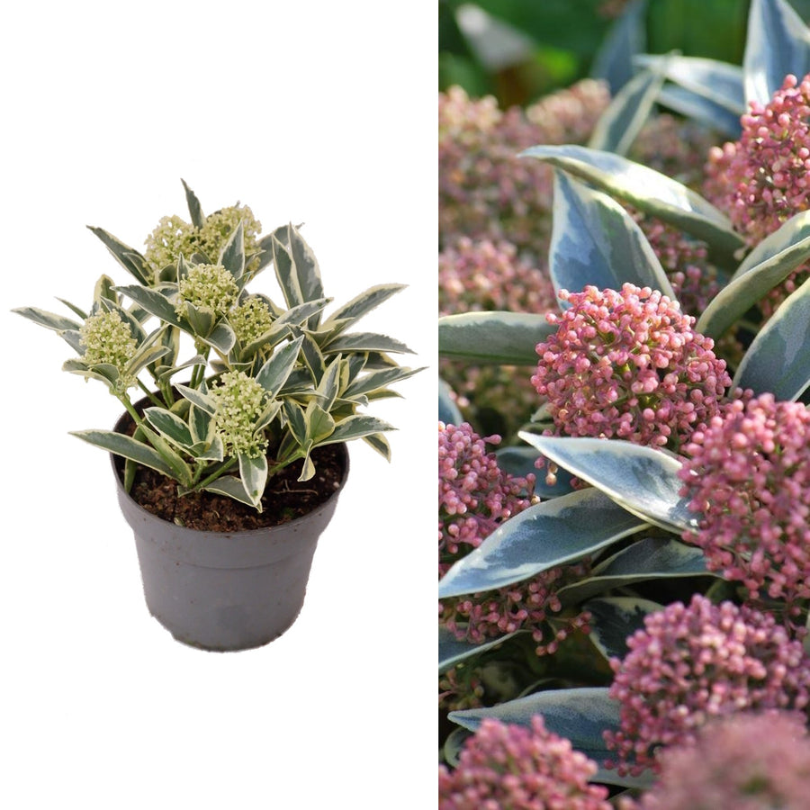 Skimmia Japonica 'Magic Marlot' - 13cm Pot Skimmia Japonica 'Magic Marlot' - 13cm Pot image1 2