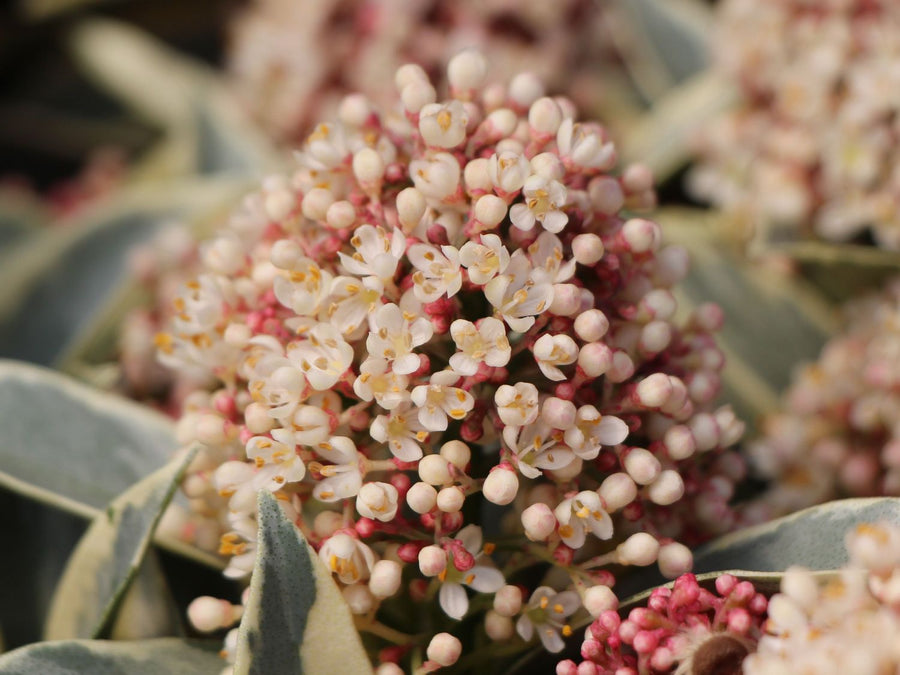Skimmia Japonica 'Magic Marlot' - 13cm Pot Skimmia Japonica 'Magic Marlot' - 13cm Pot image3 3