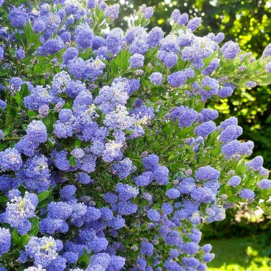 Ceanothus Skylark  3