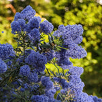 Ceanothus Skylark  1