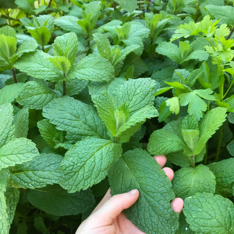Slug Off Mint Plants slugoffmint3(2) 5