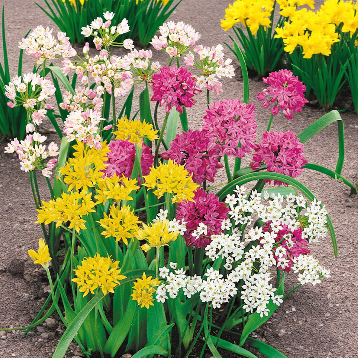 Allium 100 Mixed Bulb Collection  4