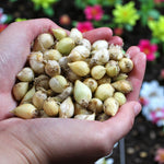 Allium 100 Mixed Bulb Collection  2