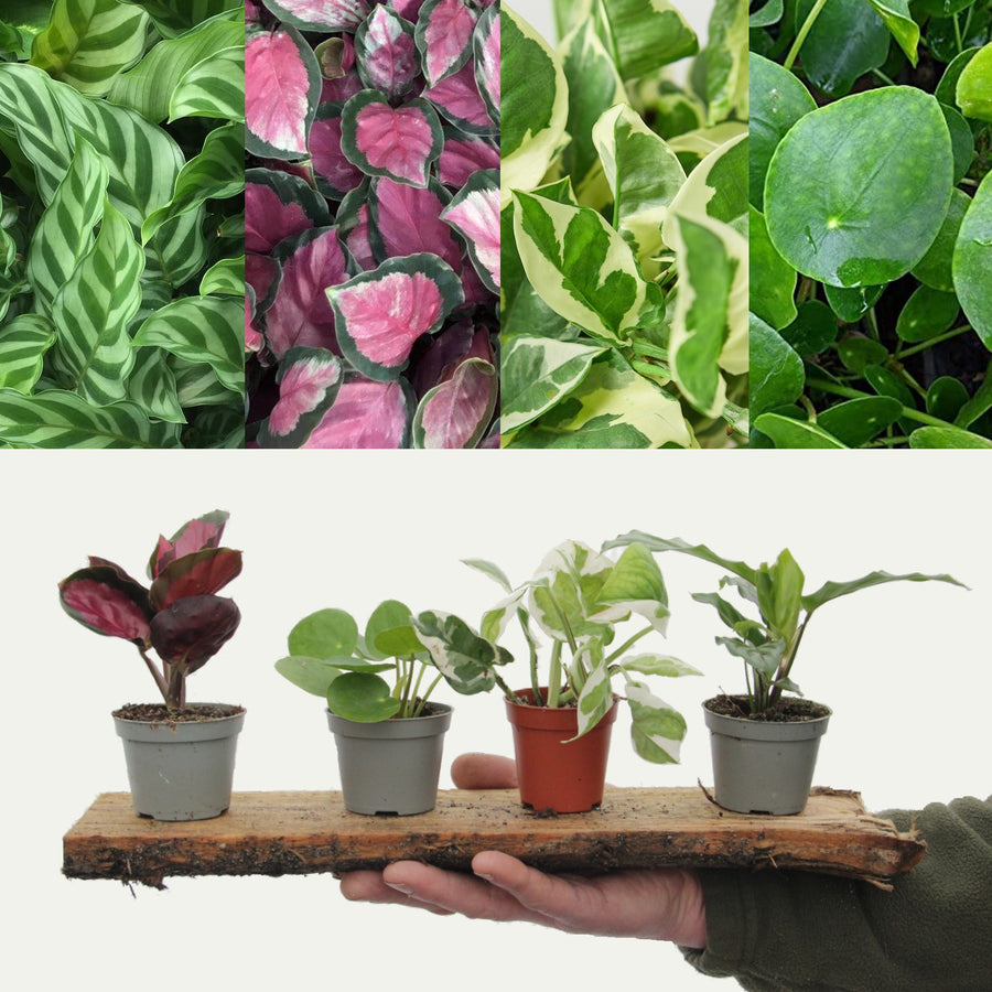 Small House Plant Mix smallhouseplantmix 1