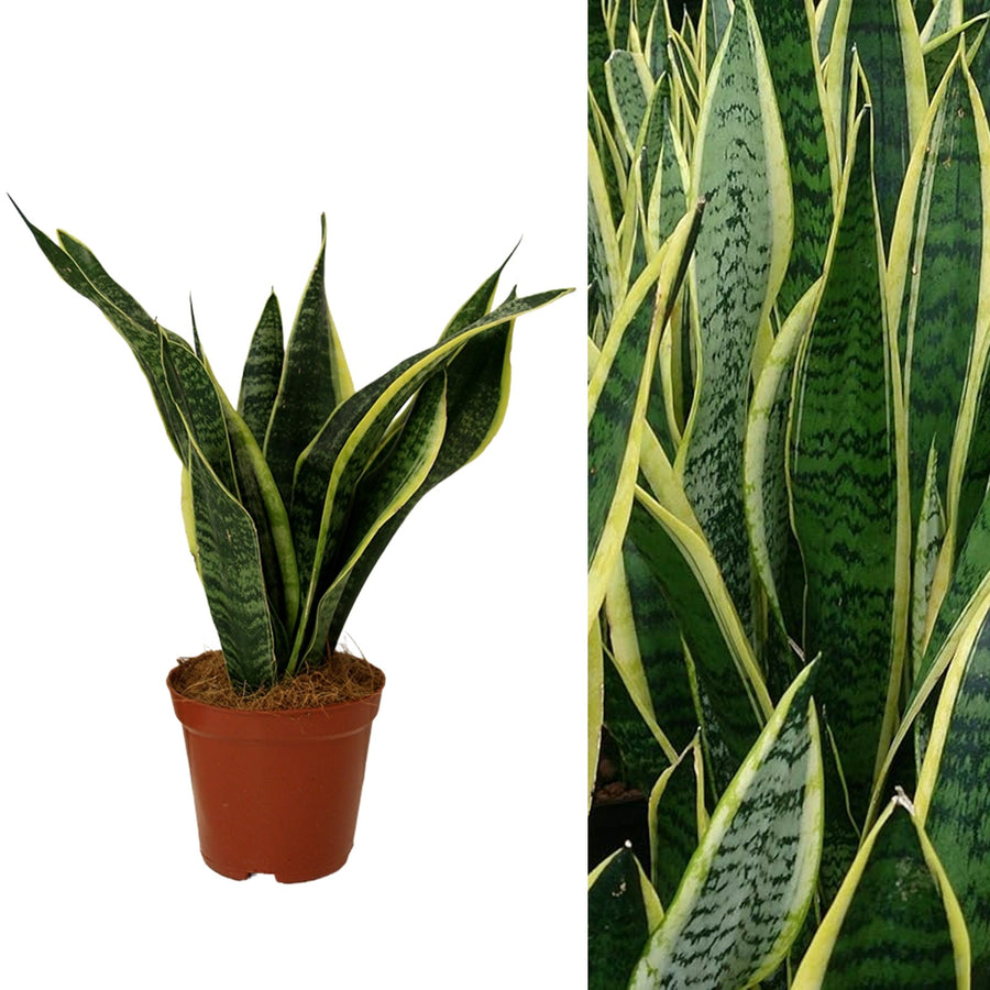 buy snake plant london Sansevieria Snake Plant